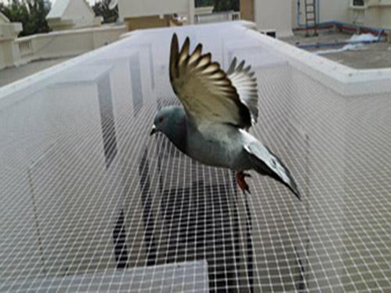 Pigeon Safety Nets